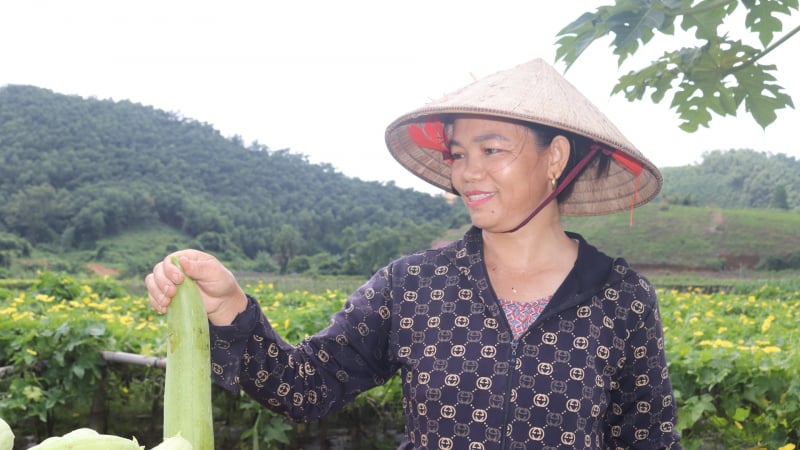 Tuyên Quang: Hợp tác xã kiểu mới thu chục tỷ/năm, mở hướng làm giàu từ trồng rau VietGAP