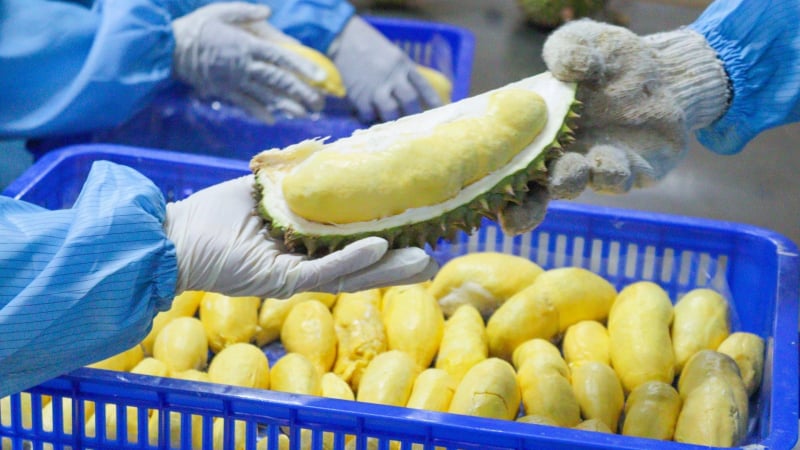 Bộ Nông nghiệp&Môi trường ban hành quy trình kiểm soát an toàn thực phẩm đối với quả sầu riêng tươi xuất khẩu