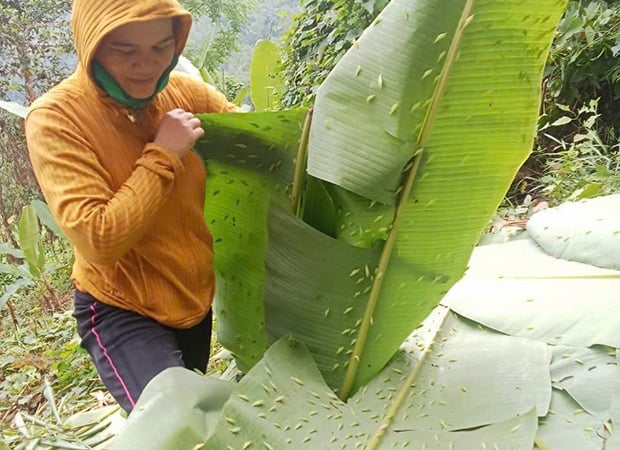 Con động vật này bu dày đặc tàu lá chuối, làm nên món ngon của cả làng ở Gia Lai