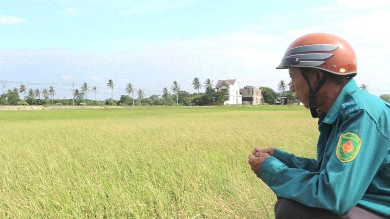 Hàng nghìn ha lúa đang 'yếu đi' ở tỉnh Quảng Trị (mới) do nguyên nhân gì?