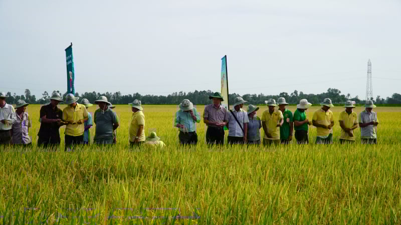 Canh tác lúa chất lượng cao, phát thải thấp, nông dân An Giang lãi hơn trồng lúa thông thường