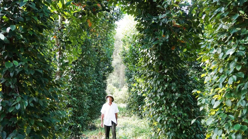 65 tuổi vẫn khởi nghiệp nông nghiệp, một nông dân Quảng Trị 2 lần được đề cử tỷ phú nông dân
