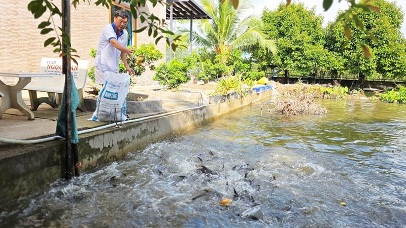 Đào ao trong vườn cây ăn trái nuôi thứ cá to bự bơi dày đặc, một người Cần Thơ hễ bán là hết cả bầy