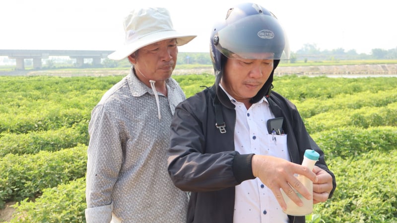 Ruộng ớt từng cháy vàng do nhiễm mặn, nay nông dân Đà Nẵng đã bớt lo thất thu nhờ cách gì?