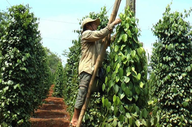 Giá tiêu nội địa cao nhờ nông dân bán cầm chừng, nguy cơ giảm năng suất tiêu vẫn hiện hữu