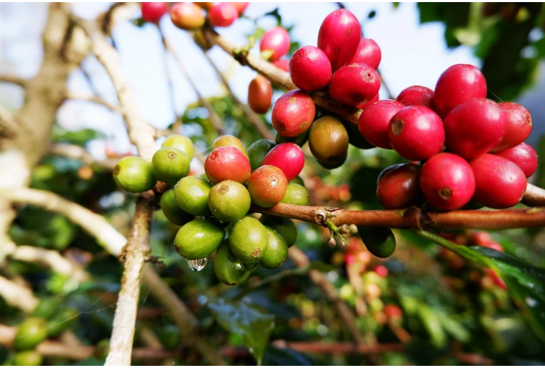 Giá cà phê quay đầu tăng nhưng thị trường trầm lắng trong kỳ nghỉ lễ