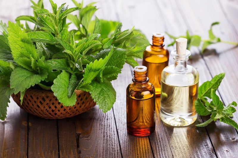 Cách chữa đau đầu bằng tinh dầu bạc hà - sảng khoái, dễ chịu, thư giãn