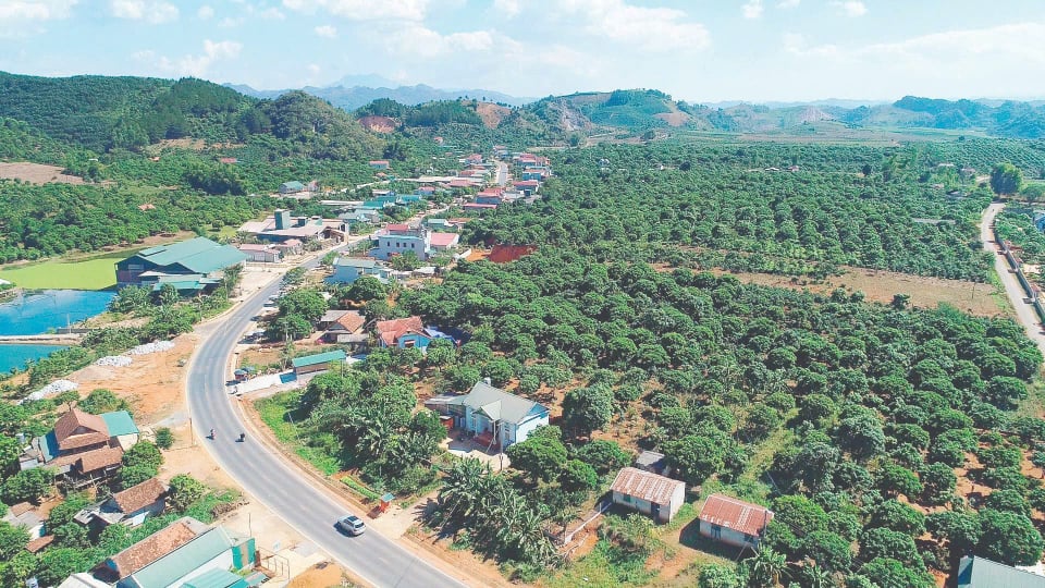 Sơn La đưa cây ăn quả lên đất dốc, nông dân ngày càng no ấm