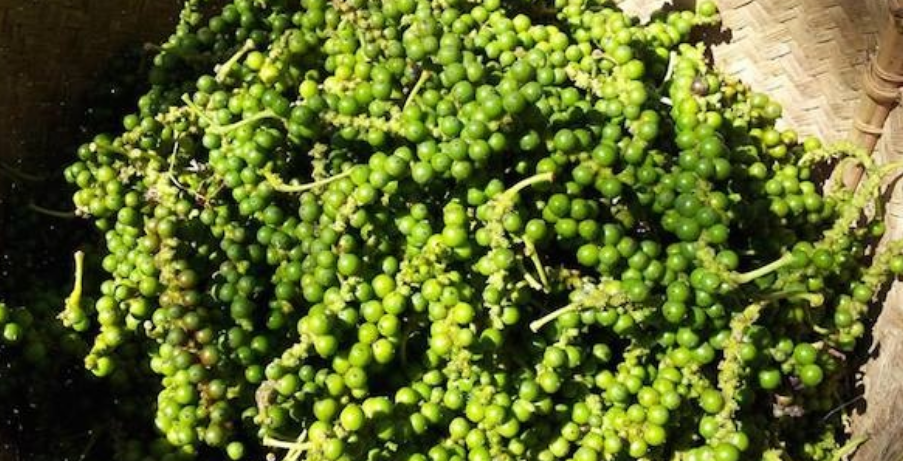 Chuyên gia cảnh báo gì nếu giá tiêu 'thủng' mốc 150.000 đồng/kg?