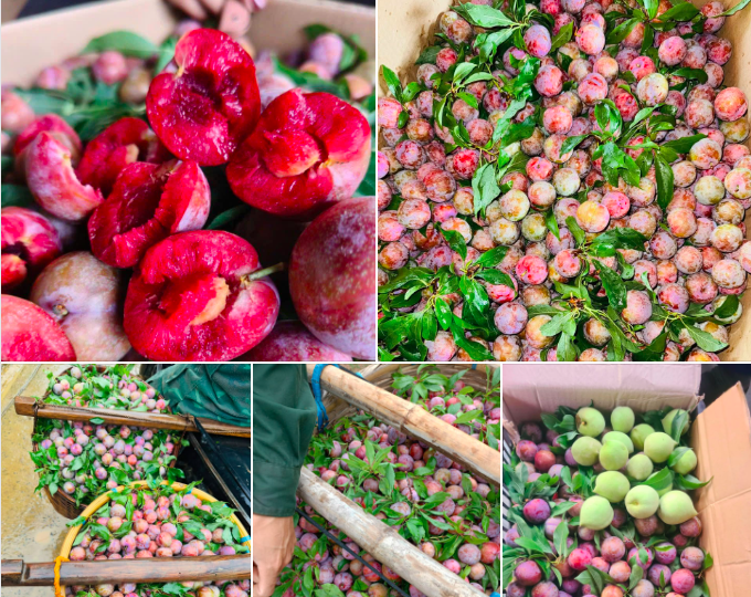 Mận hậu đầu mùa giá cao 100 nghìn/kg vẫn 'hút' chị em