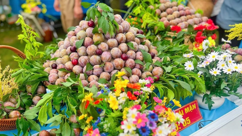 'Ngày hội hái mận' nơi biên cương, nâng tầm thương hiệu  mận Phiêng Khoài
