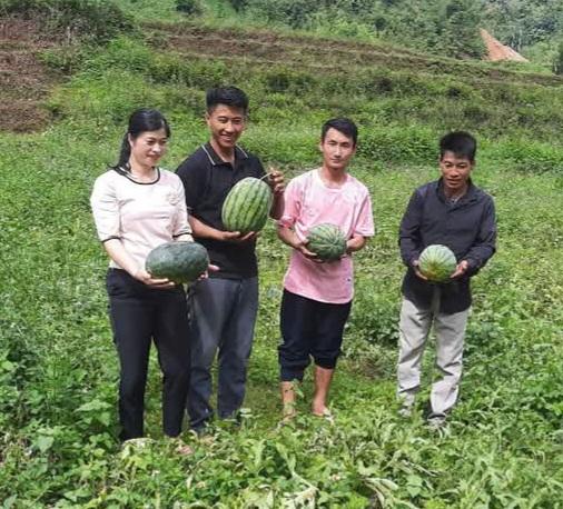 Dưa hấu kết trái ở vùng cao, thêm hướng làm giàu cho người dân Pa Tần