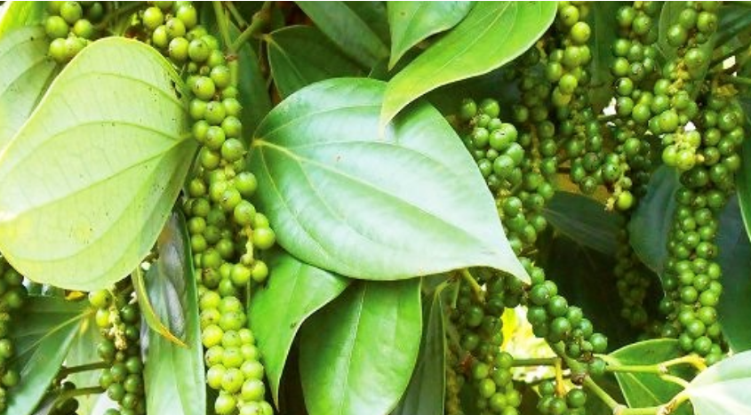 Giá tiêu chững, nhiều nhà nhập khẩu thận trọng, 'nghe ngóng' khi ký kết đơn hàng mới