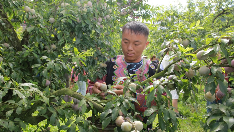 Nông nghiệp thích ứng biến đổi khí hậu - Chìa khóa nâng tầm kinh tế vùng đồng bào dân tộc thiểu số