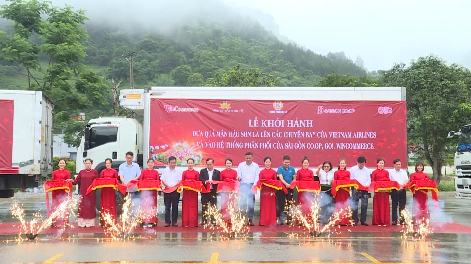 Thương hiệu mận hậu Sơn La 'cất cánh' cùng Vietnam Airlines 