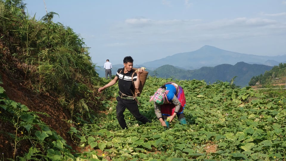 Trồng dưa bản địa, bà con người Mông ở Mù Cang Chải có thu nhập cao