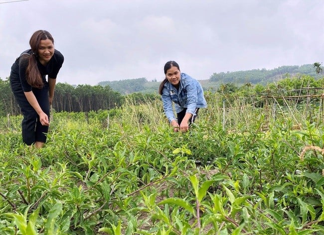 Quảng Nam: Xây dựng nhiều mô hình sinh kế hiệu quả, huyện miền núi Phước Sơn giảm nghèo nhanh và bền vững