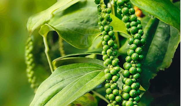 Giá tiêu lại đồng loạt giảm mạnh, chờ chính sách thuế quan thay đổi ở Mỹ