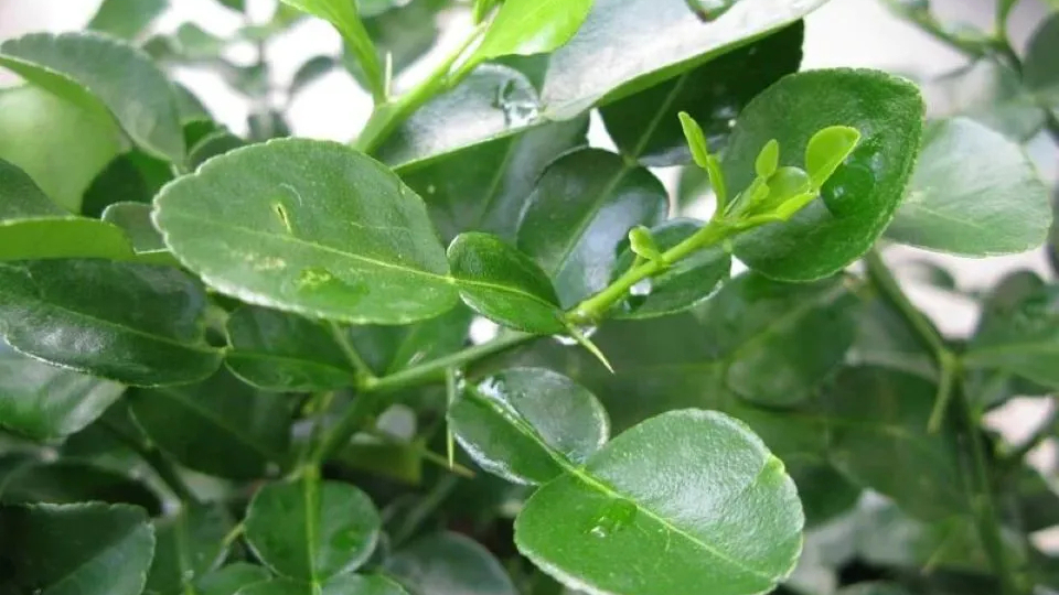 Cách chữa đau đầu bằng lá bưởi: Phương pháp dân gian hiệu quả, an toàn cho sức khỏe