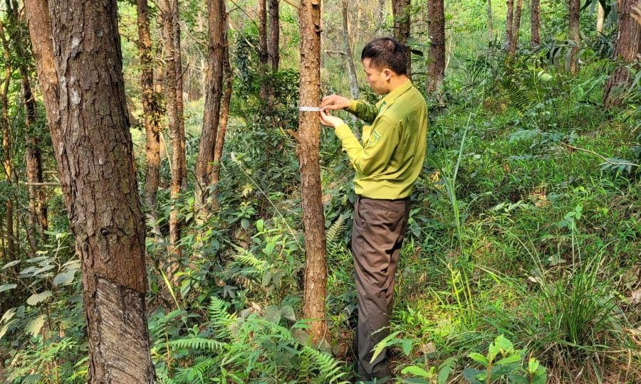 Chứng chỉ rừng bền vững hướng đi mới nâng tầm giá trị ngành lâm nghiệp Lạng Sơn