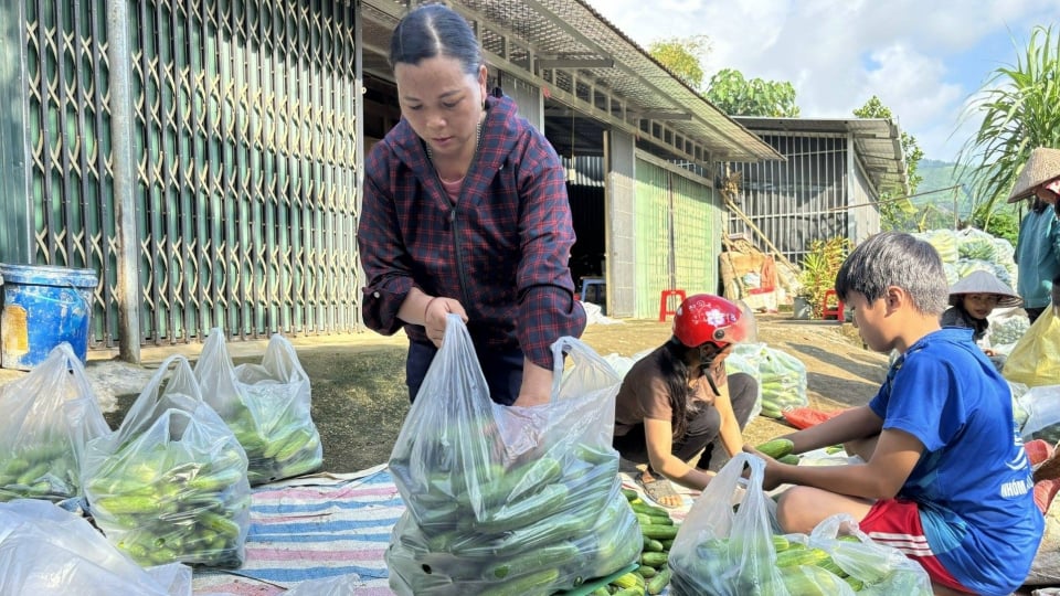 Nông thôn Tây Bắc: Người dân Nghĩa Đô 'hái quả ngọt' từ mô hình dưa leo liên kết