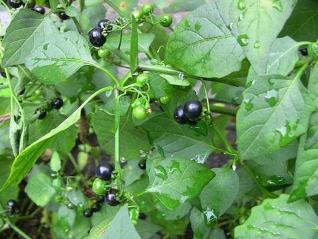 Quả dại ven đường xưa không ai 'ngó' nay có giá đắt đỏ, gần 1 triệu/kg, ở Việt Nam mọc um tùm
