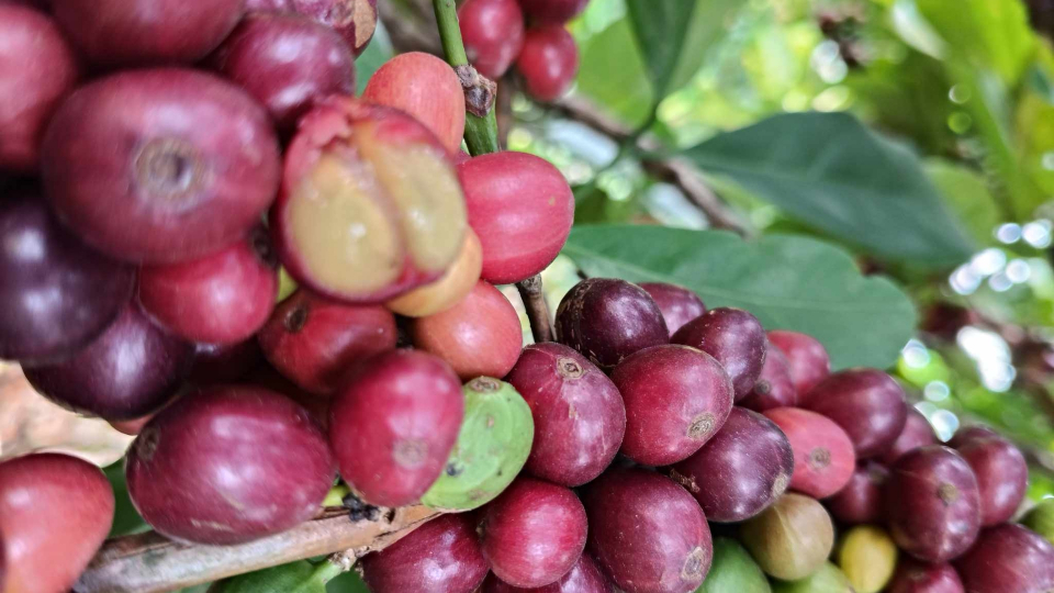 Giá cà phê có tuần tăng mạnh, thị trường biến động chóng mặt khi Mỹ tạm thời hoãn áp thuế