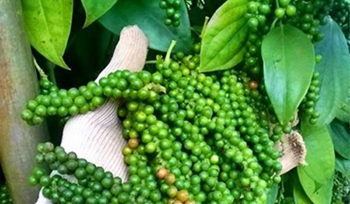 Tiêu thiết lập mặt bằng giá mới song vẫn đang đối mặt với thách thức lớn từ thiên tai