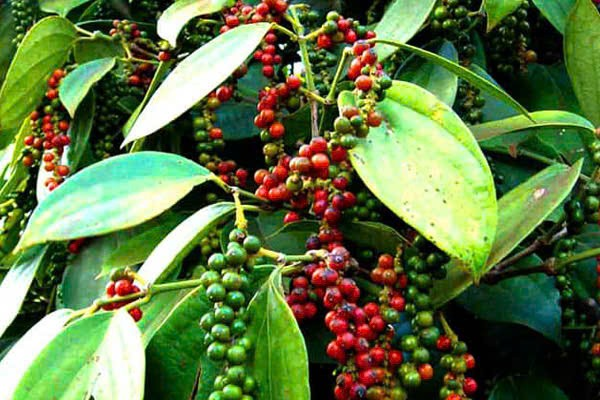 Sản lượng giảm nhưng người trồng hồ tiêu đang tạm yên tâm về giá cả