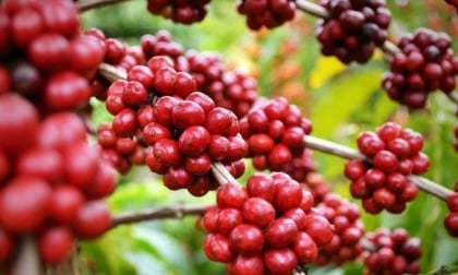 Giá cà phê bật tăng, kỳ vọng Mỹ xem xét miễn thuế cà phê