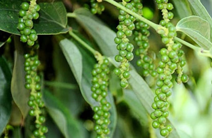 Giá tiêu hôm nay bật tăng mạnh, chính sách thuế của Mỹ có thể sẽ thay đổi