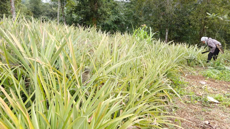 Nậm Nhùn (Lai Châu): Nông nghiệp khởi sắc, người dân no ấm