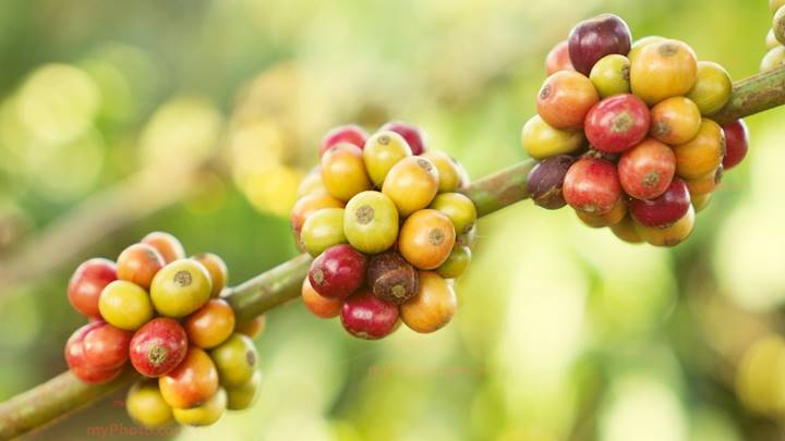 Giá cà phê vẫn ở vùng cao, dự báo 'nóng' về thị trường trong ngắn hạn