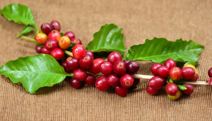 Giá cà phê bất ngờ 'đỏ rực', cà phê nội địa cũng giảm rất mạnh đồng loạt hôm nay