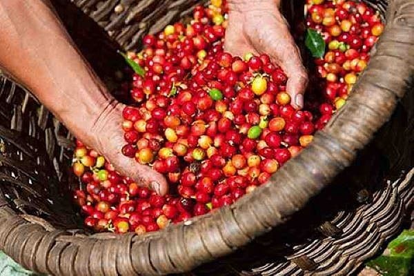 Tăng mạnh mẽ cuối tuần, giá cà phê vẫn có tuần đi xuống, thuế Mỹ 10% tác động tiêu cực đến tiêu dùng
