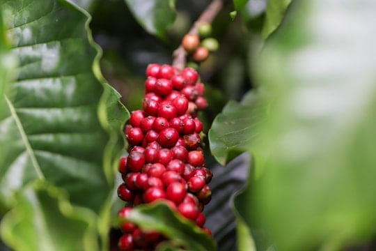 Giá cà phê hai sàn biến động trái chiều, Robusta mất giá, trong nước cũng giảm theo