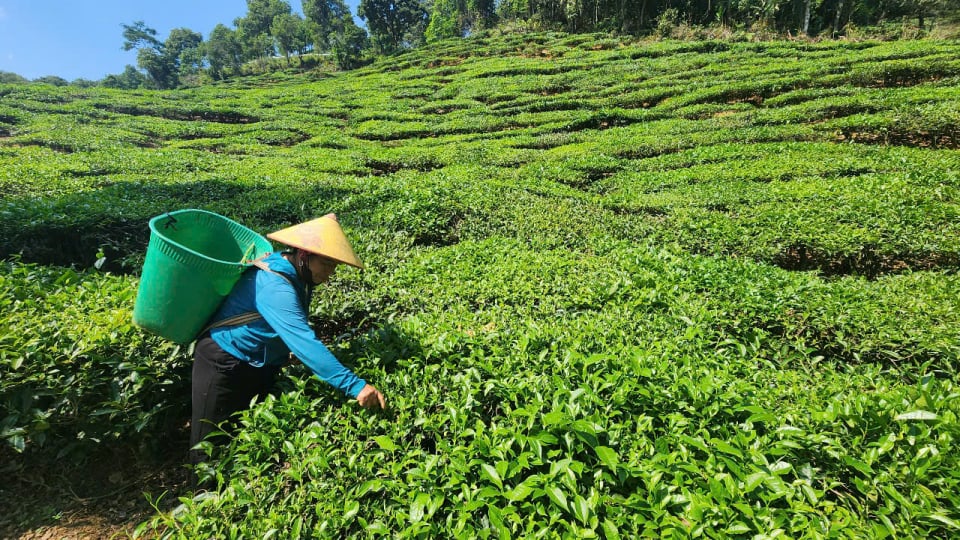 Đa dạng hóa cây trồng, vật nuôi, người dân một xã ở thành phố Lai Châu thoát nghèo bền vững