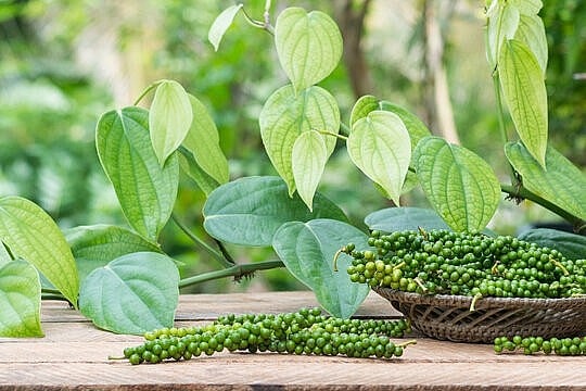 Giá tiêu đi ngang ngày thứ 3 liên tiếp, thị trường tiêu trong nước đang cần một động lực