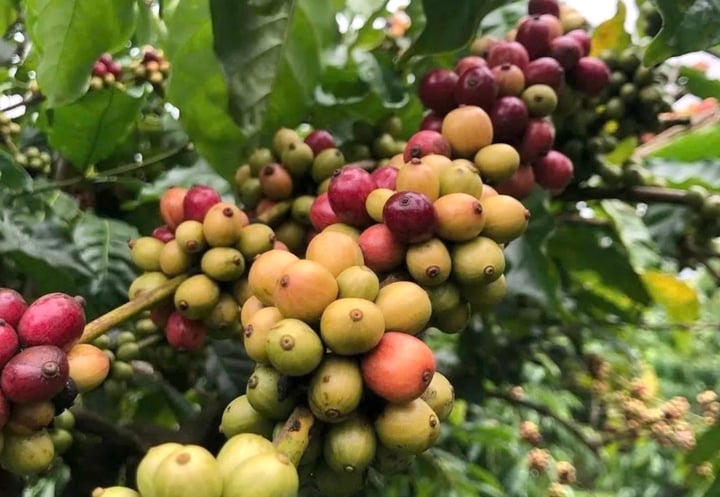 Nguồn cung tăng và nhu cầu bị nghi ngờ, giá cà phê đồng loạt giảm mạnh