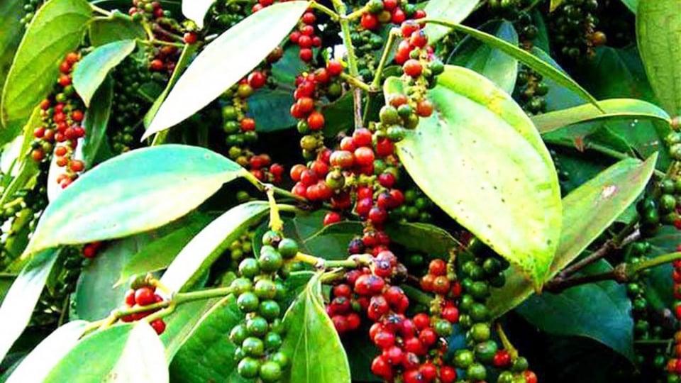 Giá tiêu tăng trở lại ở Đắk Lắk và Đắk Nông, nửa cuối tháng 5 giá tiêu sẽ phụ thuộc vào điều này