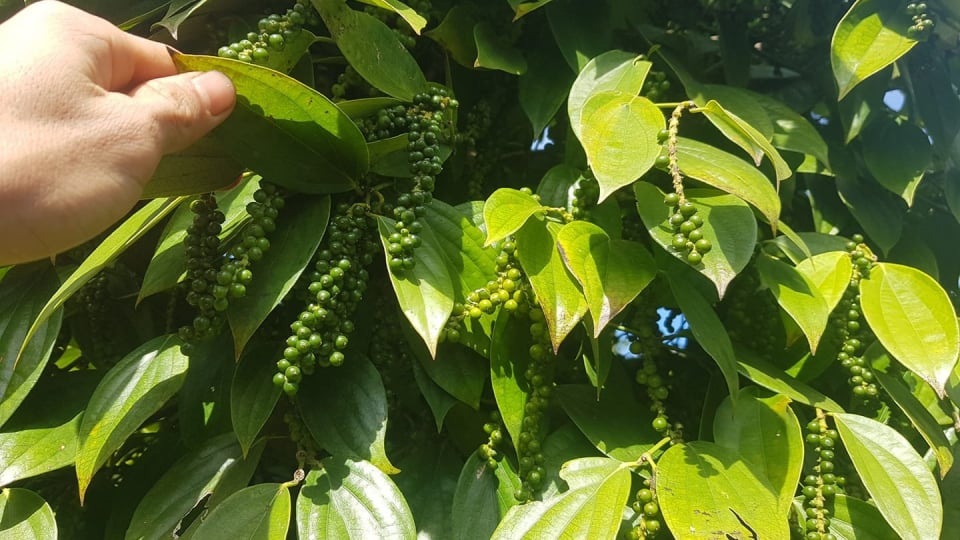 Nhập khẩu tiêu tăng vọt khi diện tích trồng tiêu của Việt Nam bị thu hẹp