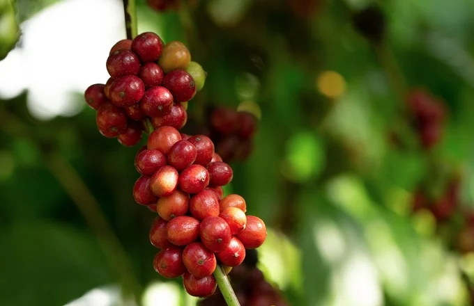 Giá cà phê đảo chiều tăng nhẹ bất chấp nhiều yếu tố bất lợi đan xen