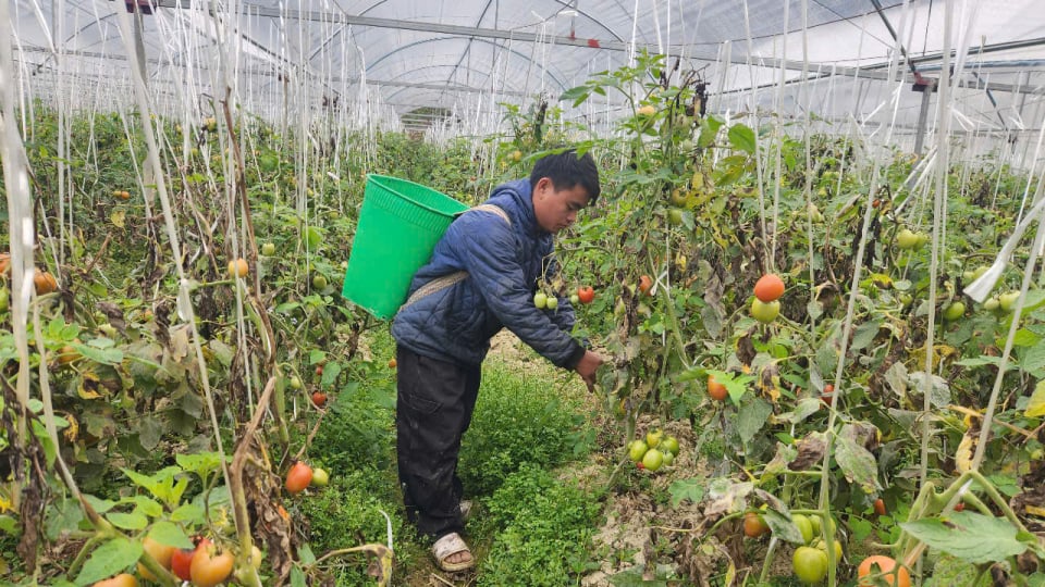 Đào tạo nghề ở Sìn Hồ (Lai Châu) - Trang bị kiến thức, giúp dân thoát nghèo bền vững 