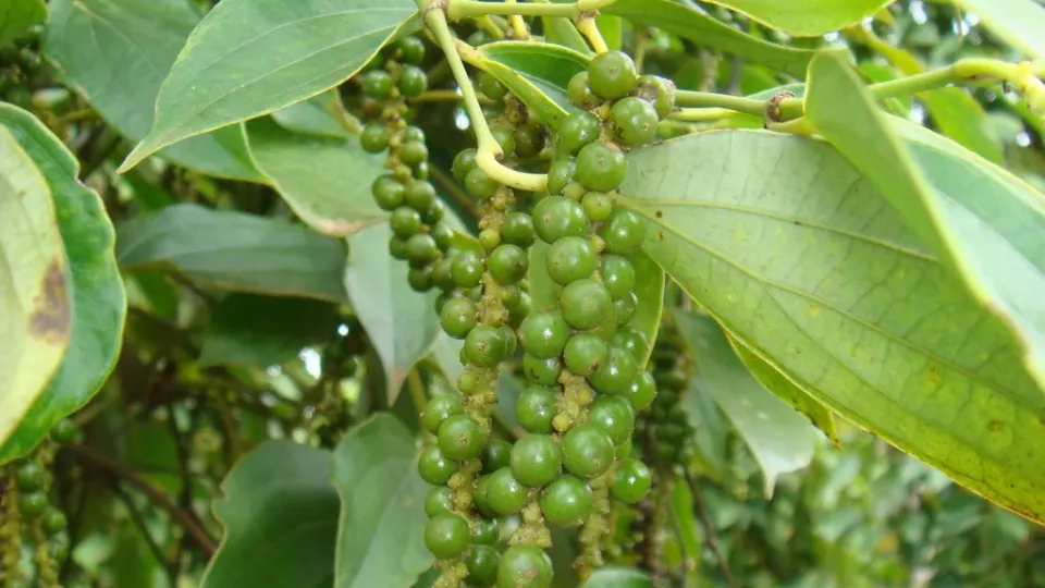 Giá tiêu giảm sâu, rời khỏi mốc 150.000 đồng/kg, điều gì diễn ra tiếp theo?