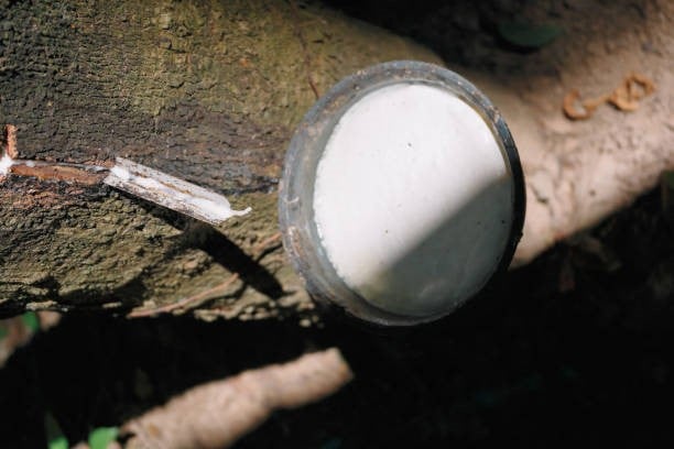 Giá cao su đồng loạt tăng mạnh trở lại, nhu cầu từ Trung Quốc đang trên đà hồi phục