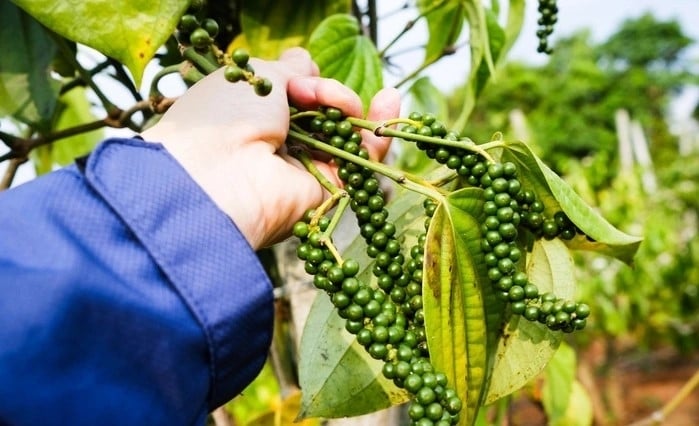 Giá cước vận tải biển mới tác động tới giá tiêu thế nào?