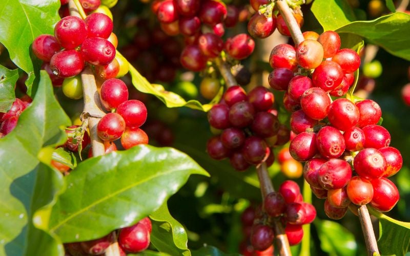 Đà giảm giá cà phê bất ngờ khựng lại, nguồn cung cà phê vẫn tăng từ các quốc gia sản xuất lớn
