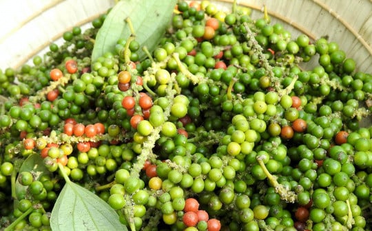 Giá tiêu trong nước bất ngờ đi lên đầu tuần, tiêu Đắk Lắk vọt lên cao nhất hôm nay