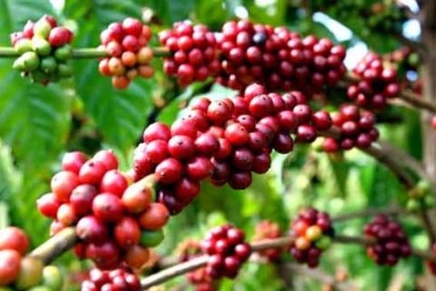 Giá Robusta giảm phiên thứ 8 liên tiếp khi nguồn cung dồi dào