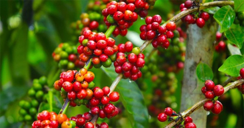 Giá cà phê đồng loạt tăng trở lại, Việt Nam đẩy mạnh xuất khẩu cà phê sang các thị trường gần